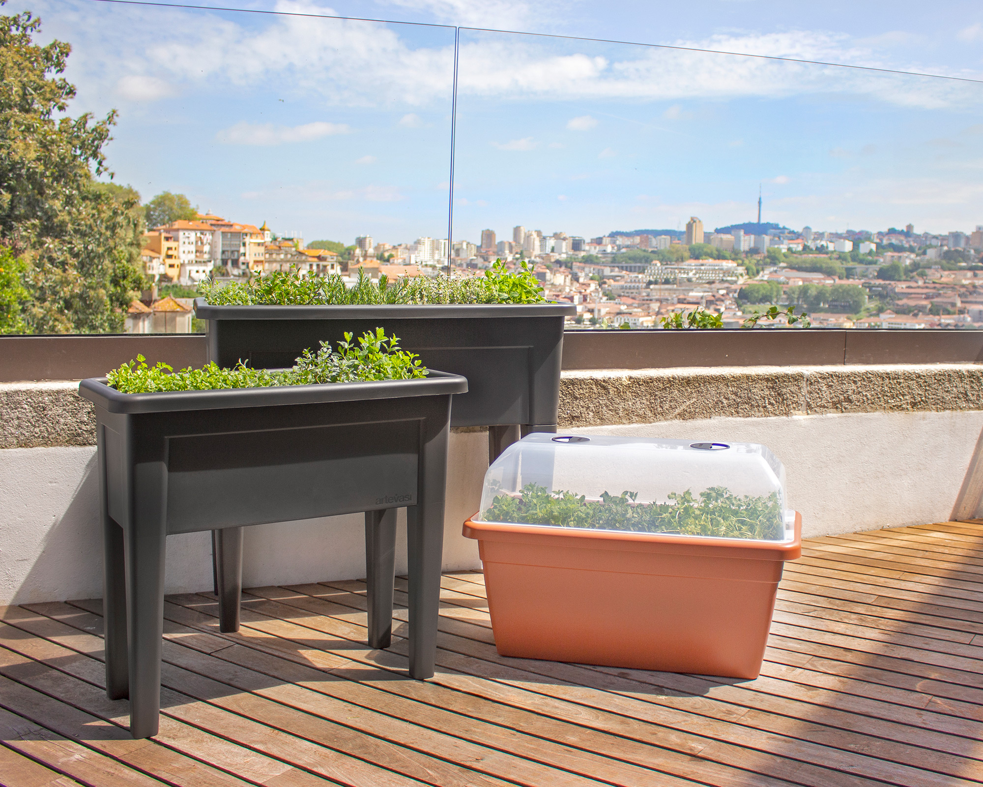 7 aromatic herbs perfect for summer