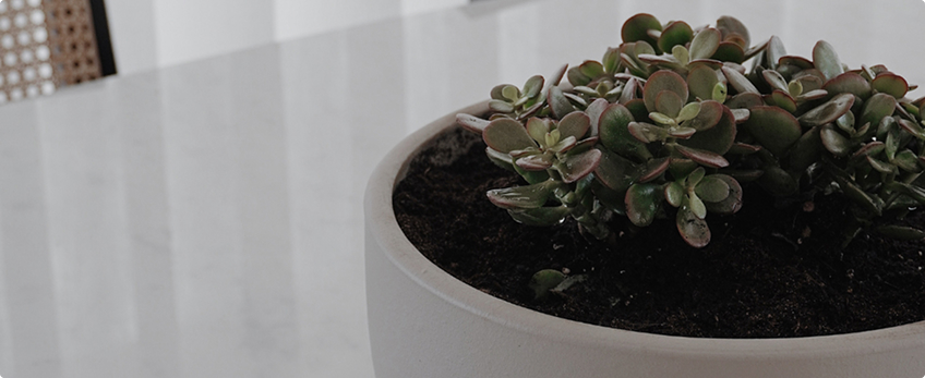 Feng Shui: balance and harmony in your home