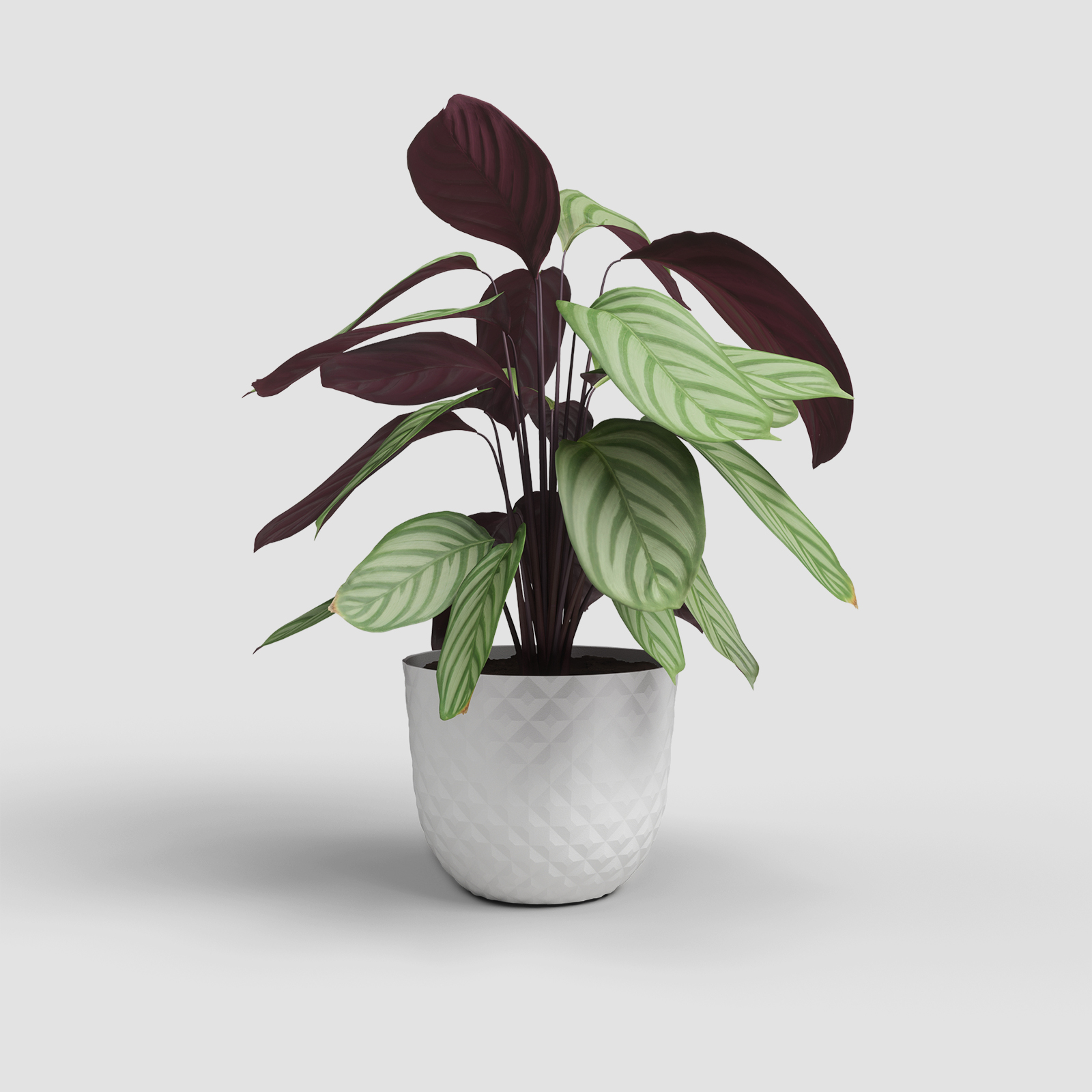 Havana Tropical Pot