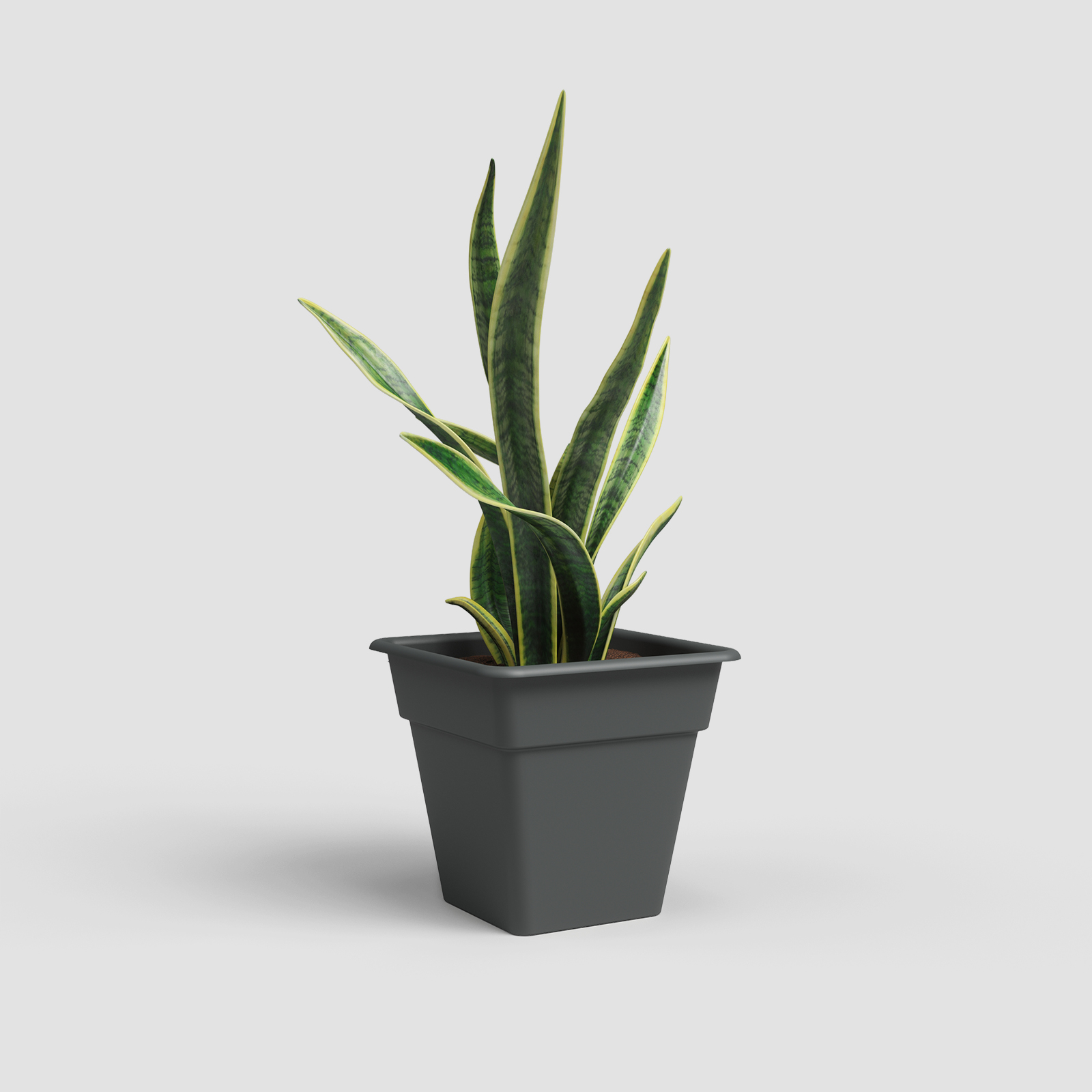 Madagascar Square Pot