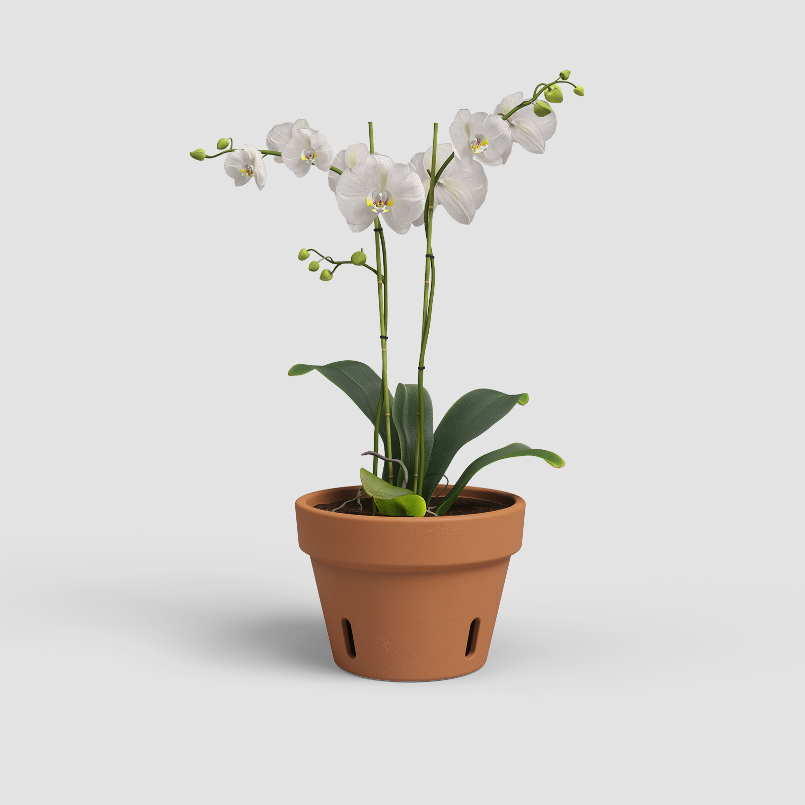 Amália Orchid Pot