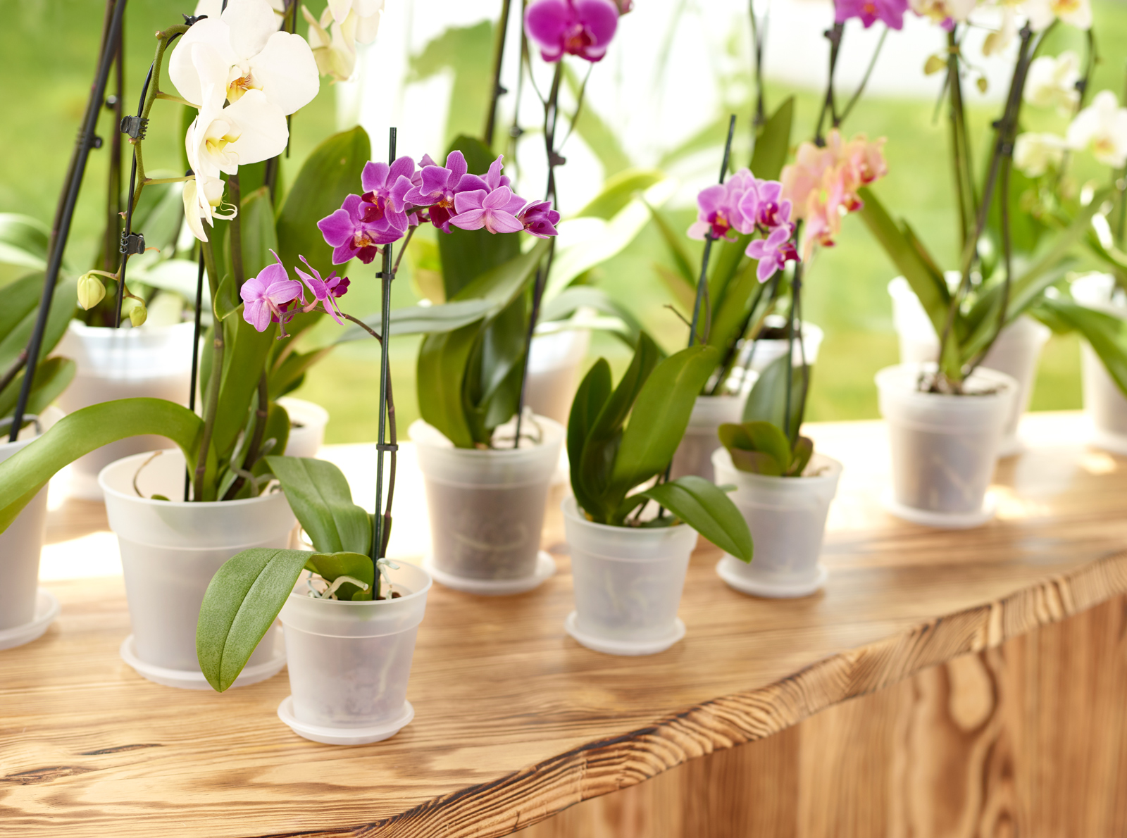 Madagascar To Grow Orchid Pot